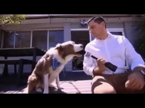 Dog funny short video #short