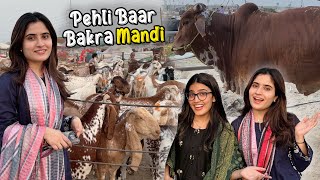 Zindagi Mein Pehli Baar Bakra Mandi Gai 😍 | Cow Ne Attack Kar Diya 😭