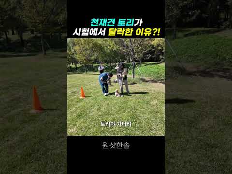 반려견 순찰대 시험 합격하고 <strong>천재견</strong> 토리가 떨어진 슬픈 이유