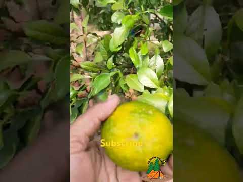 Yummy fruits..... ଆମ ବାଡ଼ି ଗଛରେ ମିଠା କମଳା...