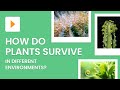 Biomimicry and Plant Adaptations