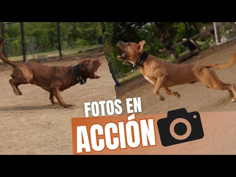 SESIÓN DE FOTOS !!!📸🐶I Tiger Pitbull