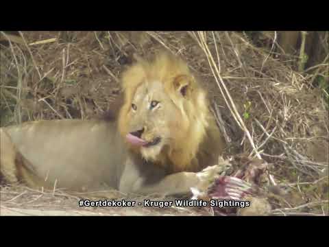 You Missed the Kill… But Not the Male Lion’s Feast