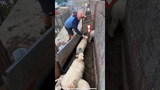 Common people can't do this job 🐑🤯 | Wait For End 😰