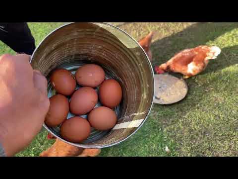 Collect Itlog Again! 🥚😂 NZ life, OFW