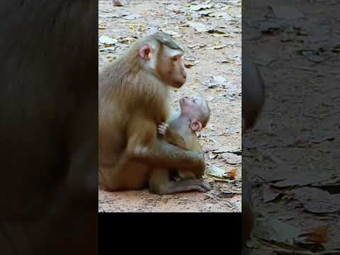 Father Love Much His Baby, #animal #foryou #cute #cute #wildlife #videos #monkeybabies #funny #love