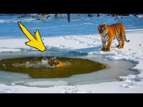 Мама тигрица не смогла спасти детёныша. Но посмотрите, кто пришел на помощь!