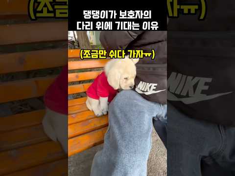 "조금만 쉬다 가자ㅠ".. 댕댕이가 보호자의 다리 위에 기대는 이유
