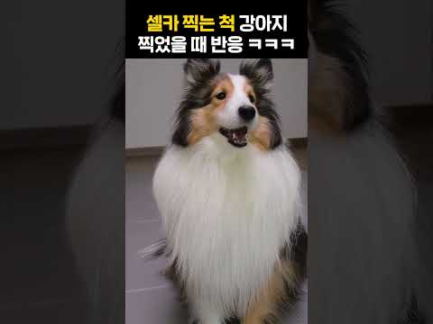 셀카찍는척 강아지 찍었을때 반응 ㅋㅋㅋㅋ