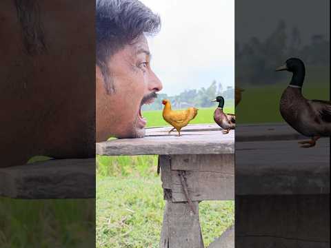 Eating hen, duck, pigeon and Changing colour - funny vfx magical video 😀😀😀