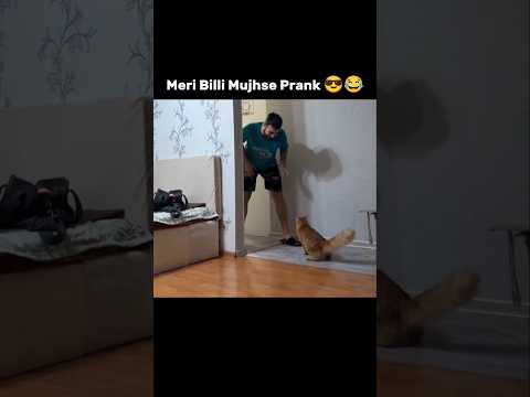 Bada Khatarnak Billi Hai 😂😸 #shorts #memes #viralvideo