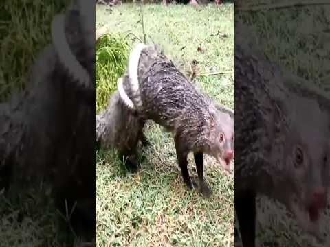 Snake Coiled Up The Body of Mongoose During The Long Fight #animals #entertainment
