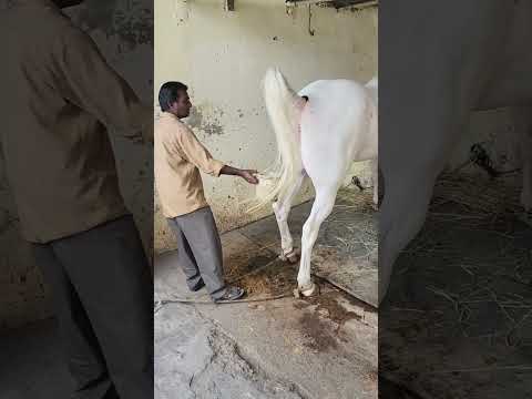 Rupal stud farm new add Nukri 66+ Mo9724588670Mo8849146447