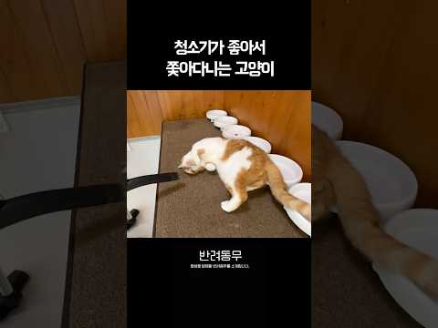 고양이가 청소기 돌리면 달려드는 이유