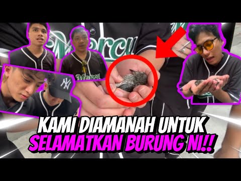 USAHA UNTUK SELAMATKAN BURUNG SAKIT?!! TAPI TAKDIR TAK MENYEBELAHI!!