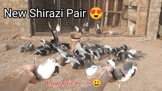 New Shirazi kabootar Ka Pair LA Liya 👍❣️|| Shirazi Kabutar ka Jora