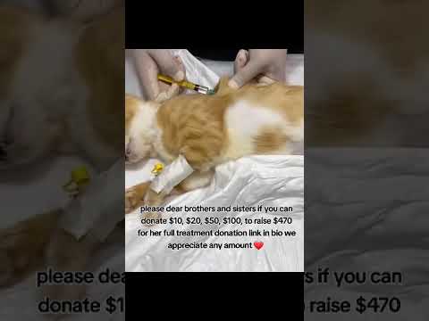 please dear brothers and sisters if you can donate $<strong>10</strong>, $<strong>20</strong>, $50, $100, to raise $470 for her