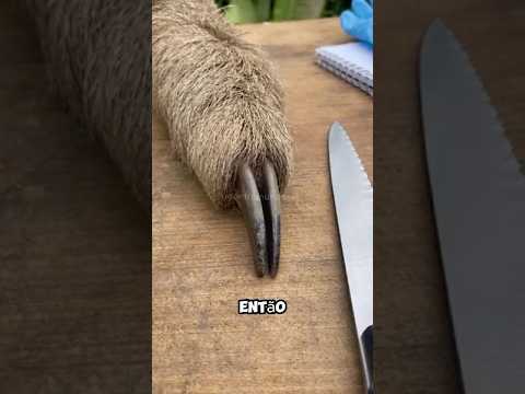 Por que ninguem toca no Bicho preguiça? #natureza #animal #curiosidades