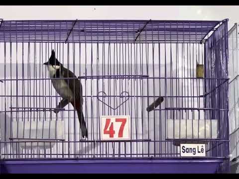 Mã 47 cực đẹp 🌾 êm