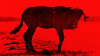 Why Did a Photographer Blow Up a Mule?