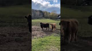 The Cows are waiting #farming