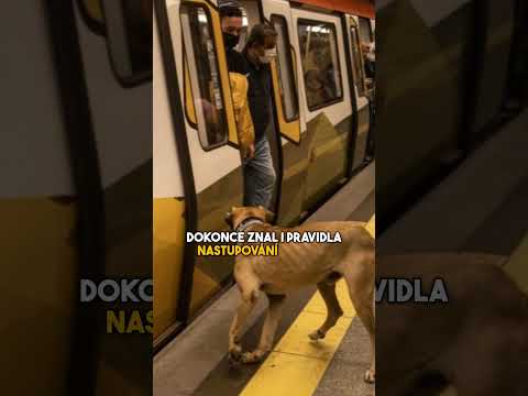 Tohle je Boji - turecký Hachiko #shorts #facts #viralvideo