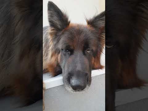 Tire German Shepherd Dog