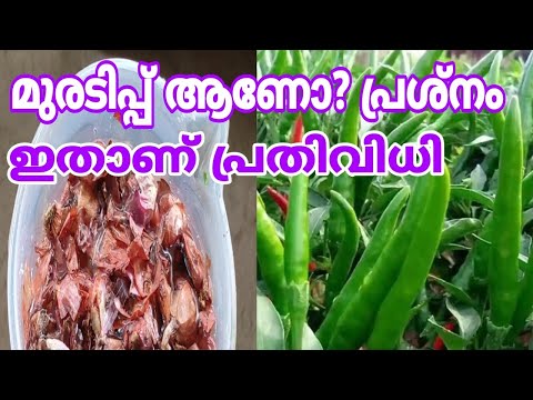 മുരടിപ്പ് മാറാനും മുളക് നിറയാനും ഇതു മതി | Chilli plant tips | Mulaku chedi പരിപാലനം