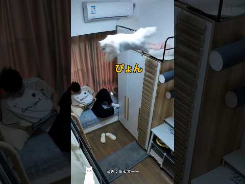 猫が寮で育つと
