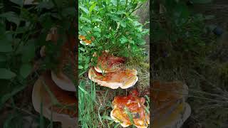 Lesklokorka jehličnanová / ganoderma carnosum Prvonález 🤩. Vzácná léčivá #houba #houbaření #mushroom