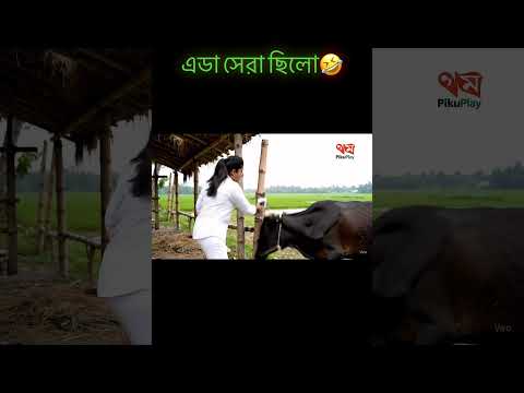গরু থেকে সাবধান