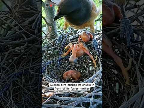 Cuckoo bird pushes its chicks in front of its foster mother.#birds