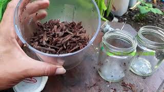 Pupuk Organik KULIT PISANG 42% Kandungan Kalium !!!  Sangat Bermanfaat Untuk Tanamn | Urban Farming