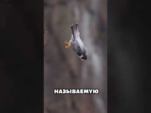 Смерть, Приходящая с Небес! Самый Быстрый Охотник Мира 😱 #животные