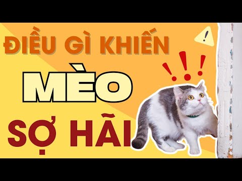 8 Điều Làm Mèo SỢ HÃI 😱 #Meow