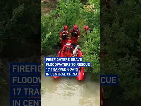 Firefighters brave floodwaters to rescue 17 trapped goats in central China #coolchina