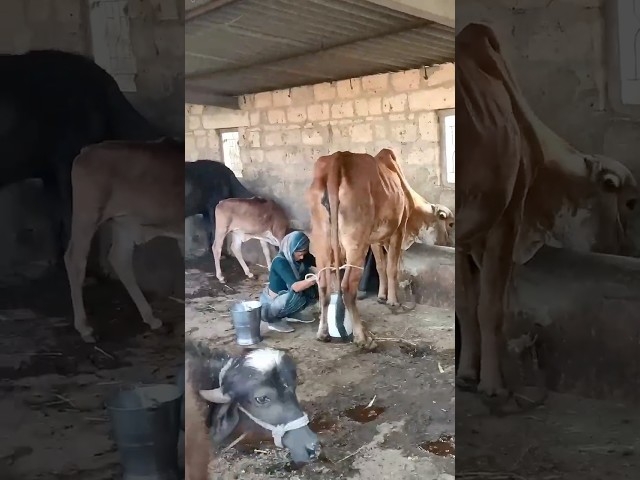 Buy Ghee with Video Proof - Order #191 Ghee Making Video