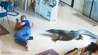 Wild Animals Invading Cities Caught on Camera