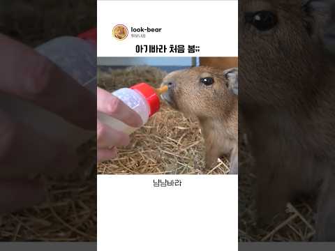 꼬물이 카피바라를 본 사람들의 <strong>반응</strong>