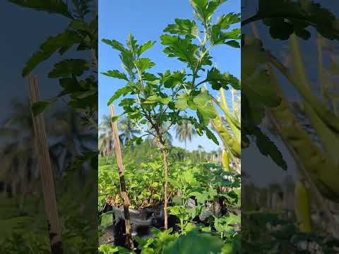 guldaudi 💚 || #garden #terrace #trending #shorts #fyp #plants #vegetables #yt