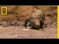 Wildebeest River Crossing Behavior
