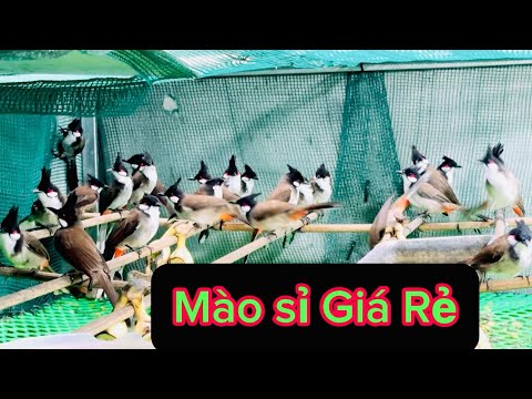 Mào sỉ 160k ..... 10 con 180/1 . Má Đỏ lông mới. lh 0962173954