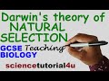 Natural Selection and Evolution Concepts