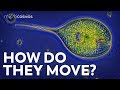Movement and Characteristics of Microorganisms