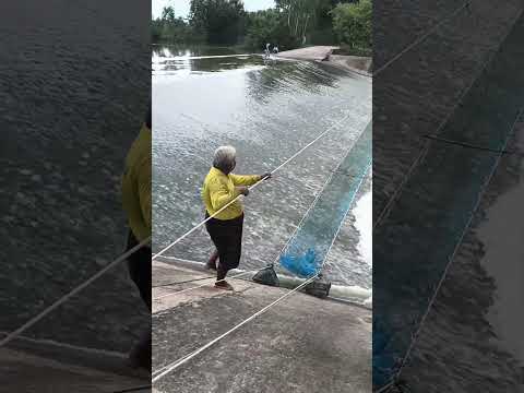 ลุ้นๆตกบ่ตก #funny #funnyvideo #cat #ตลก #comedy #cute #ตลกฮาๆ #คนอีสาน