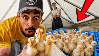 Hurry! We’ve Got to Move These Chicks NOW!