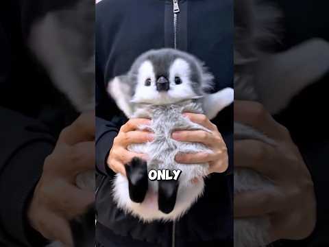 Do you know that penguins think of themselves as humans? #foryou #cute #animals #shorts