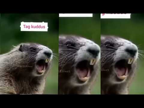 #kuddus#kuddus #kudus #trending #comedyvideos #funnyvideo #djcomedymans