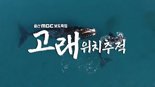 [보도특집] 고래위치추적 다시보기