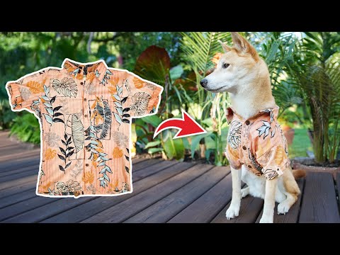 How to Upcycle your Old Shirts into Pet Clothing! ✂️ (EASY PROJECT)(STEP BY STEP INSTRUCTIONS)